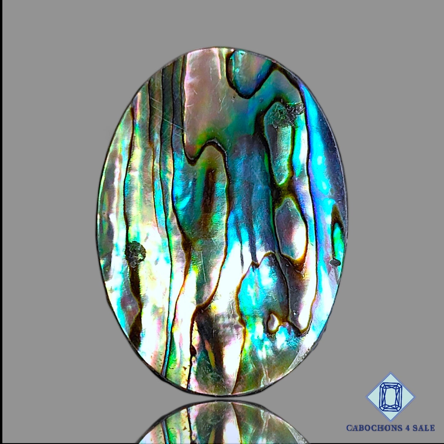 Abalone Shell