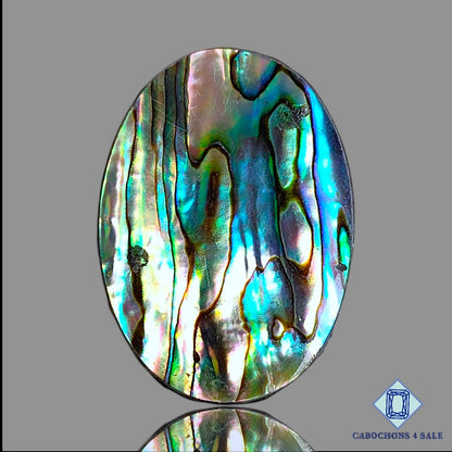 Abalone Shell