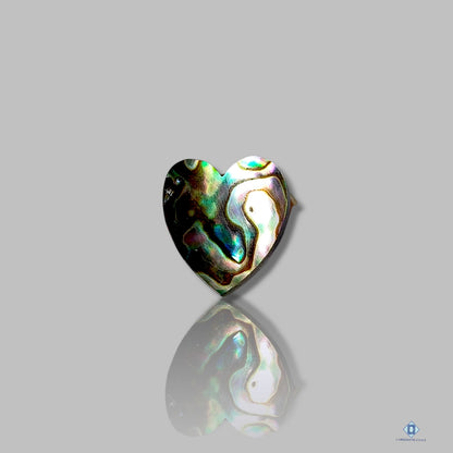 Abalone Shell