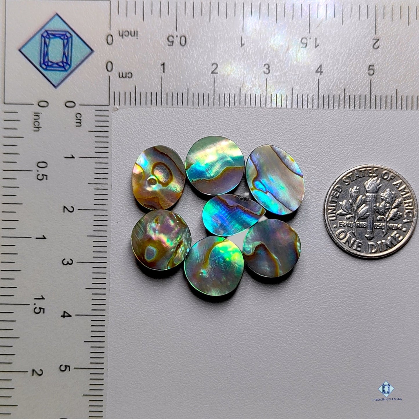 Abalone Shell