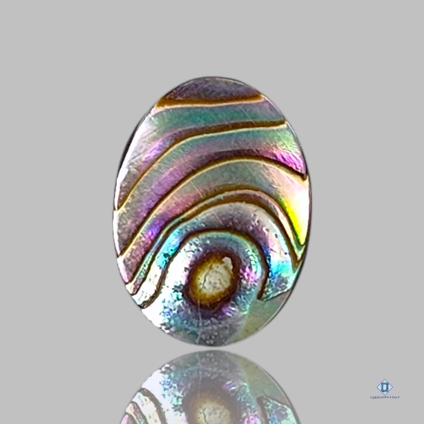 Abalone Shell