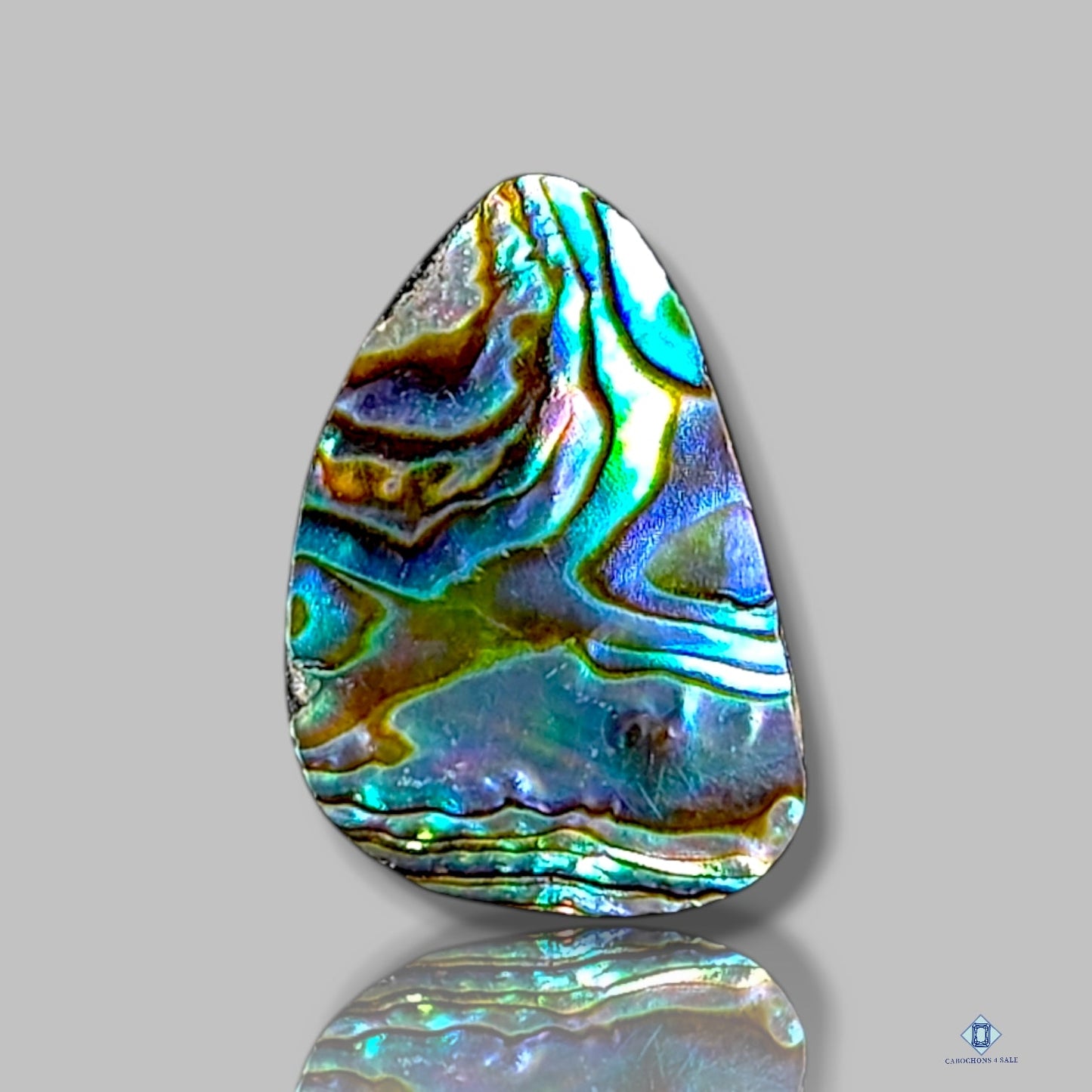 Abalone Shell