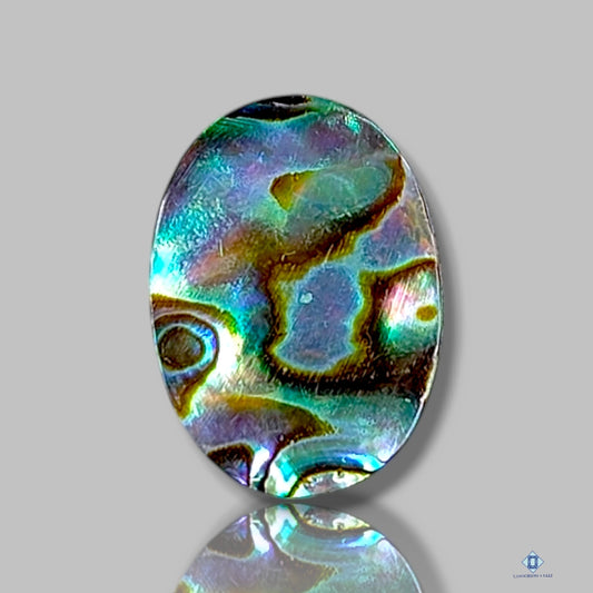 Abalone Shell