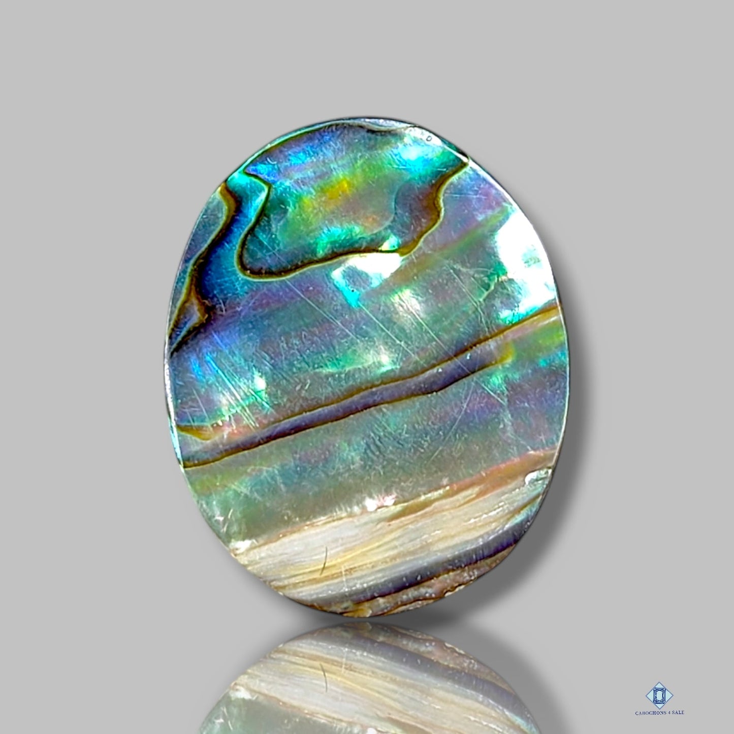 Abalone Shell