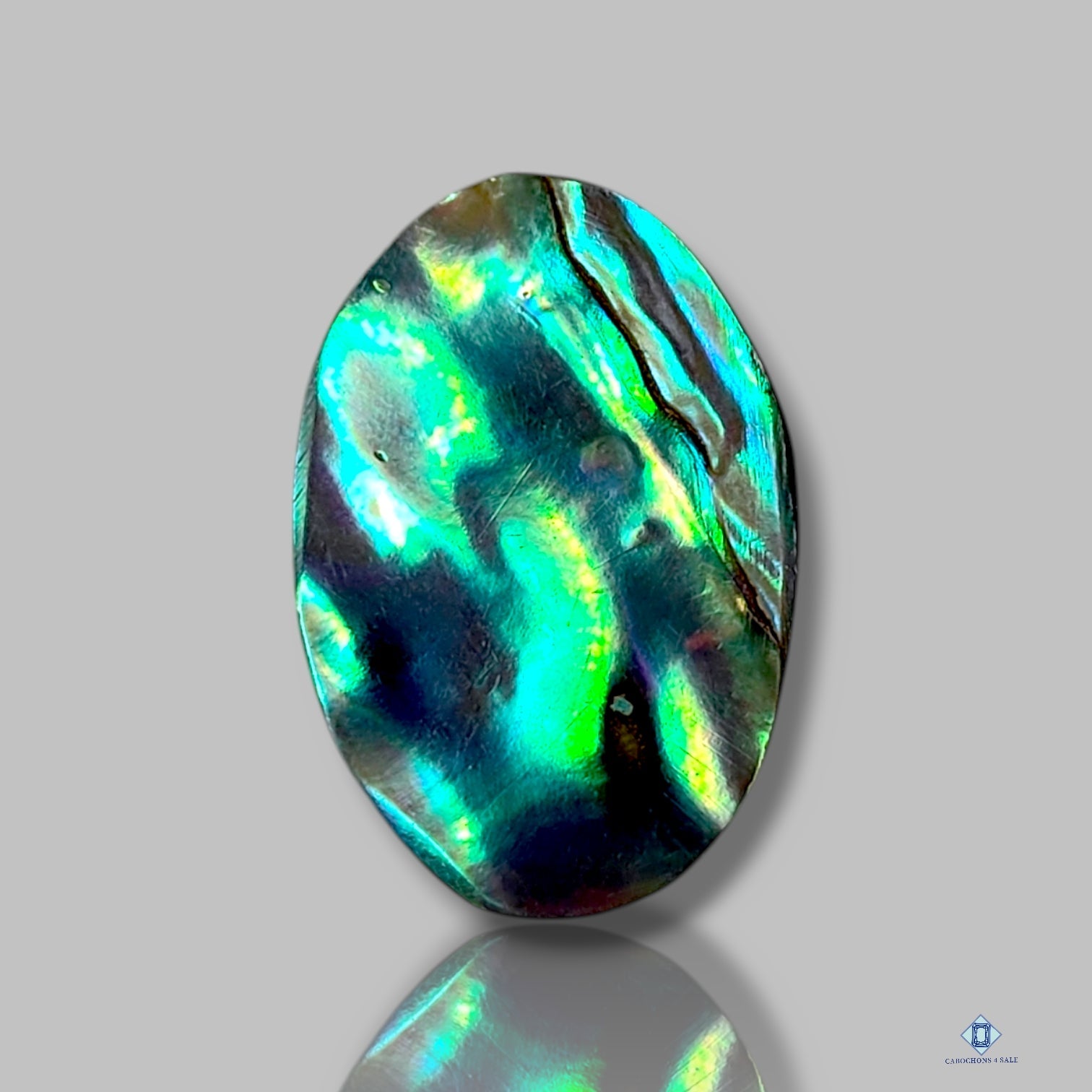 Abalone Shell