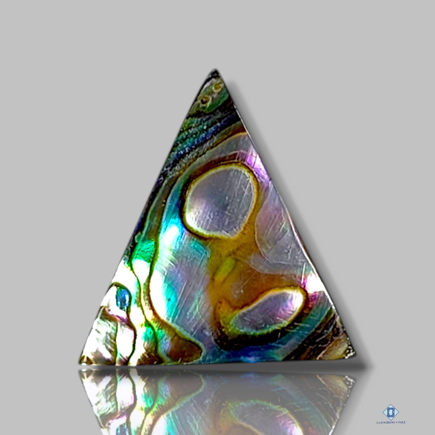 Abalone Shell