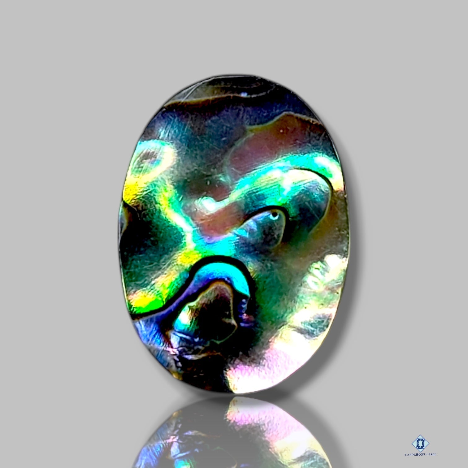 Abalone Shell