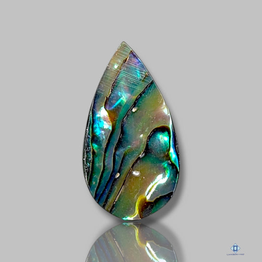 Abalone Shell