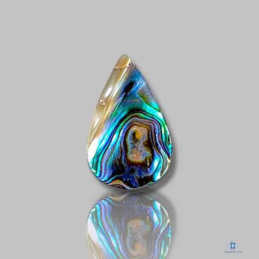 Abalone Shell