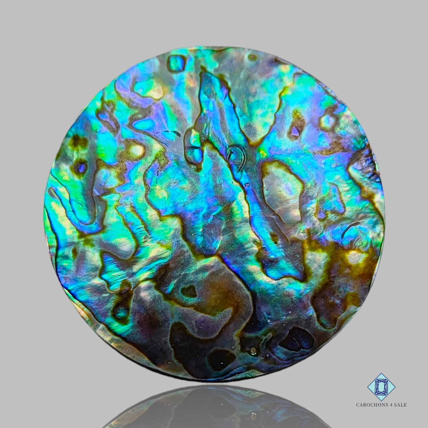 Abalone Shell