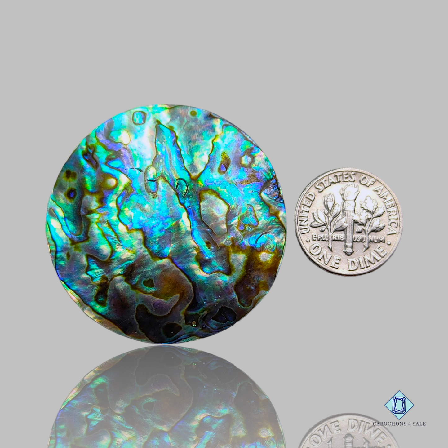 Abalone Shell