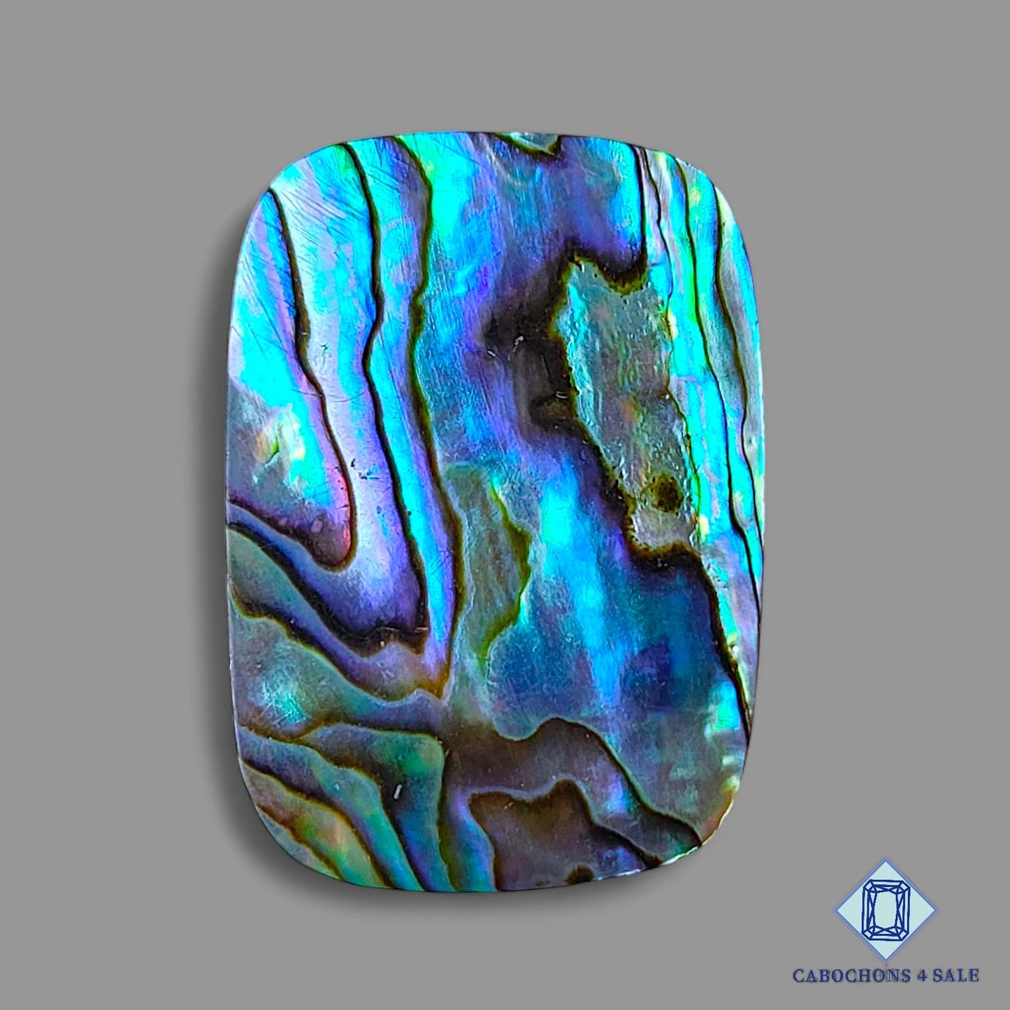 Abalone shell