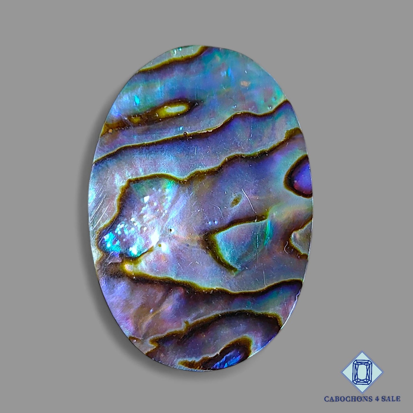 Abalone shell