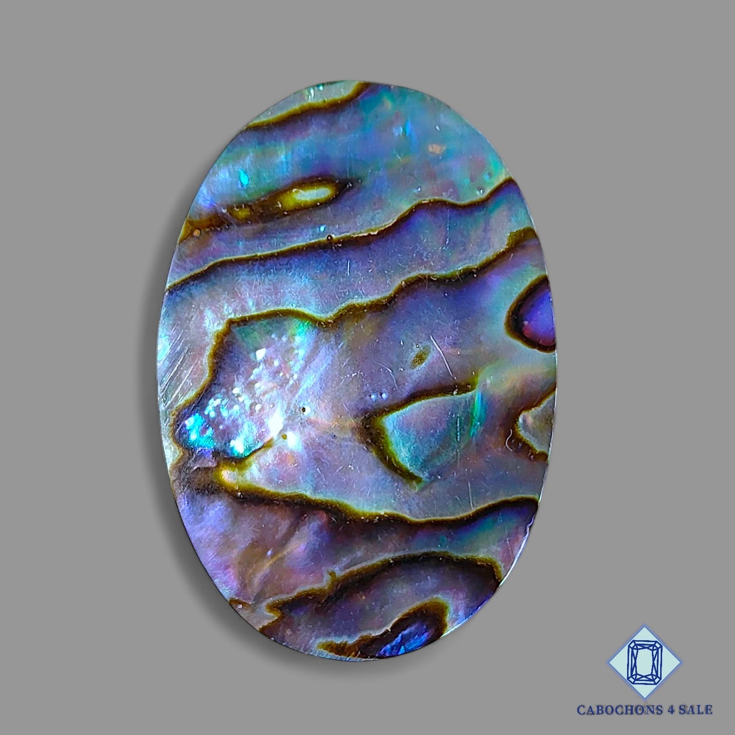 Abalone shell