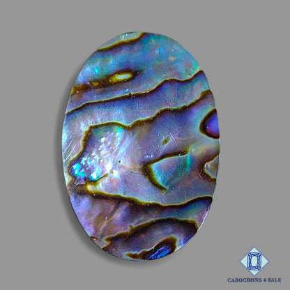Abalone shell