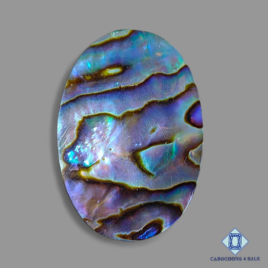 Abalone shell