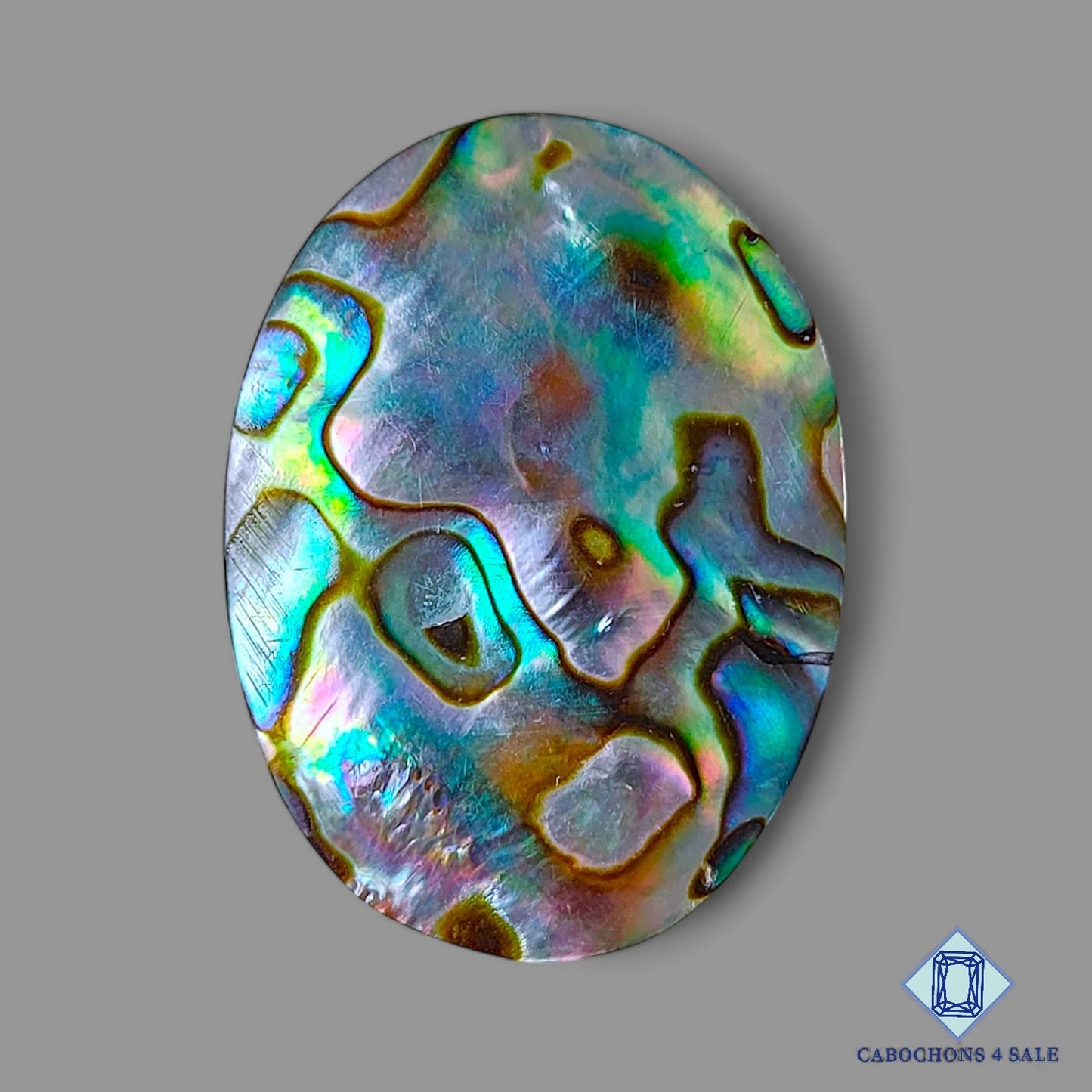 Abalone shell