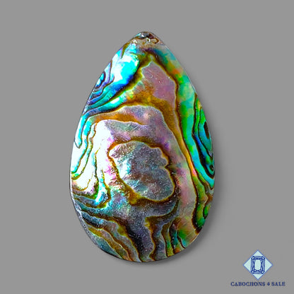 Abalone shell