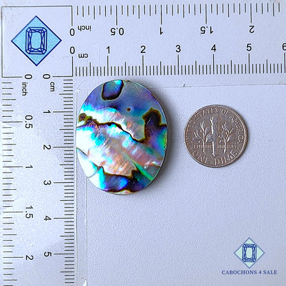 Natural Abalone shell Gemstone Oval Cabochons 32*25*6mm from New Zealand  available for sale