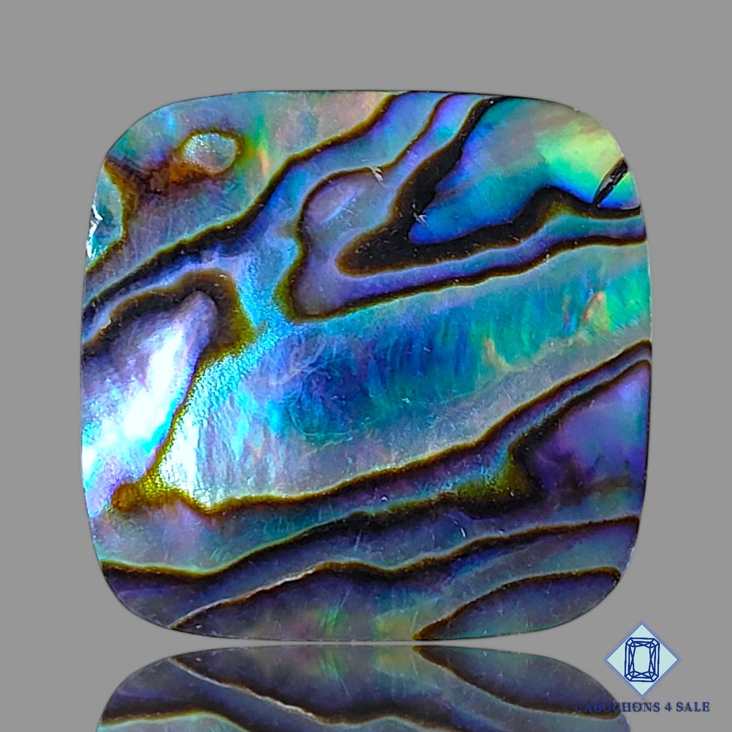 Abalone shell