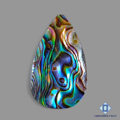 Abalone shell