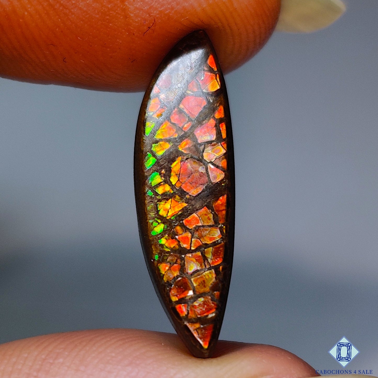 Ammolite