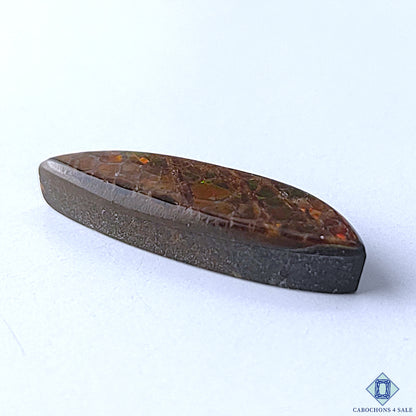 Ammolite