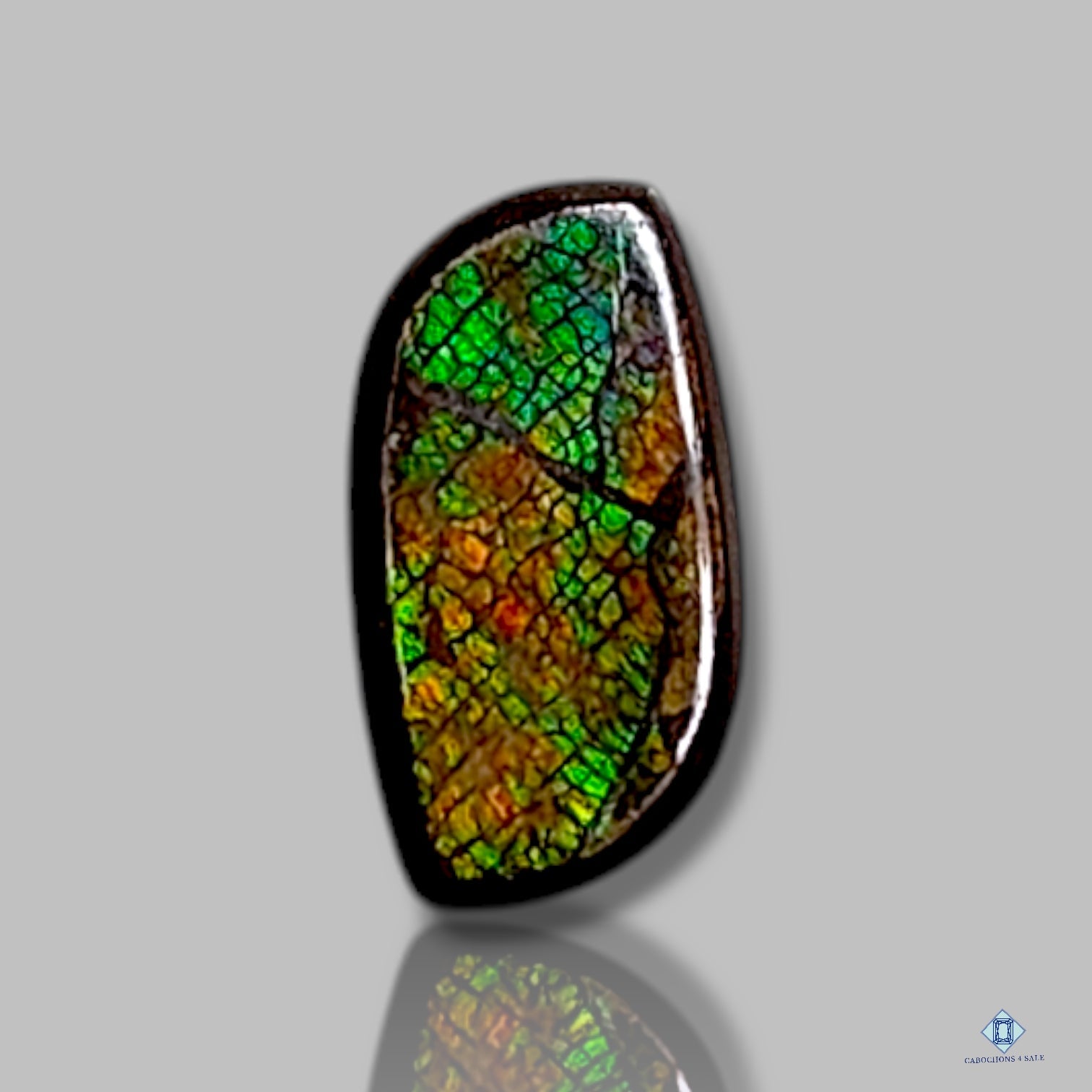 Ammolite