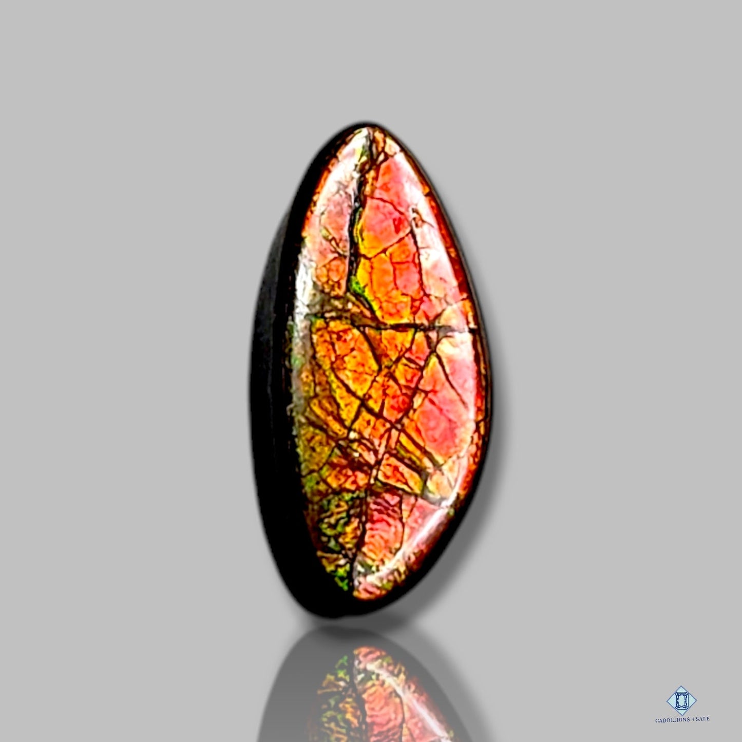 Ammolite