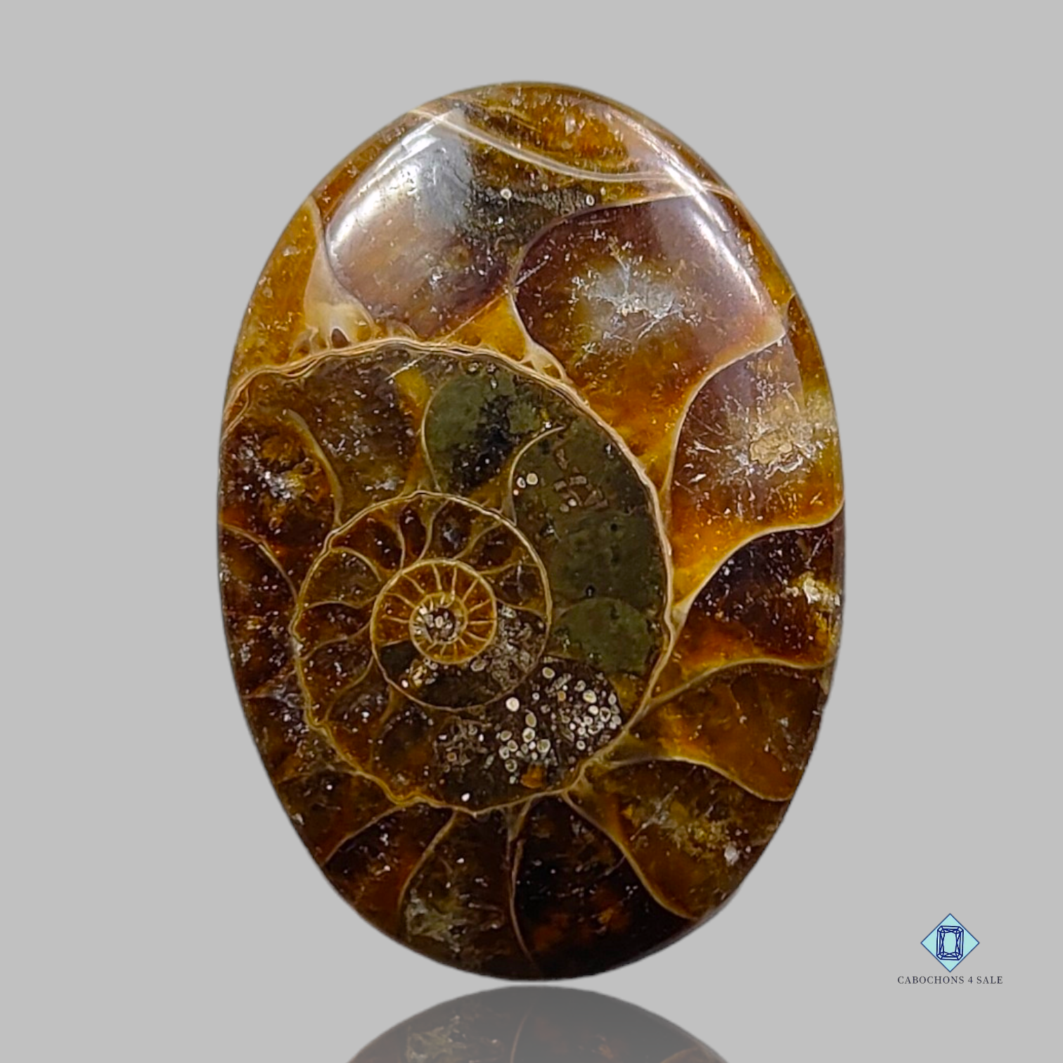 Ammonite