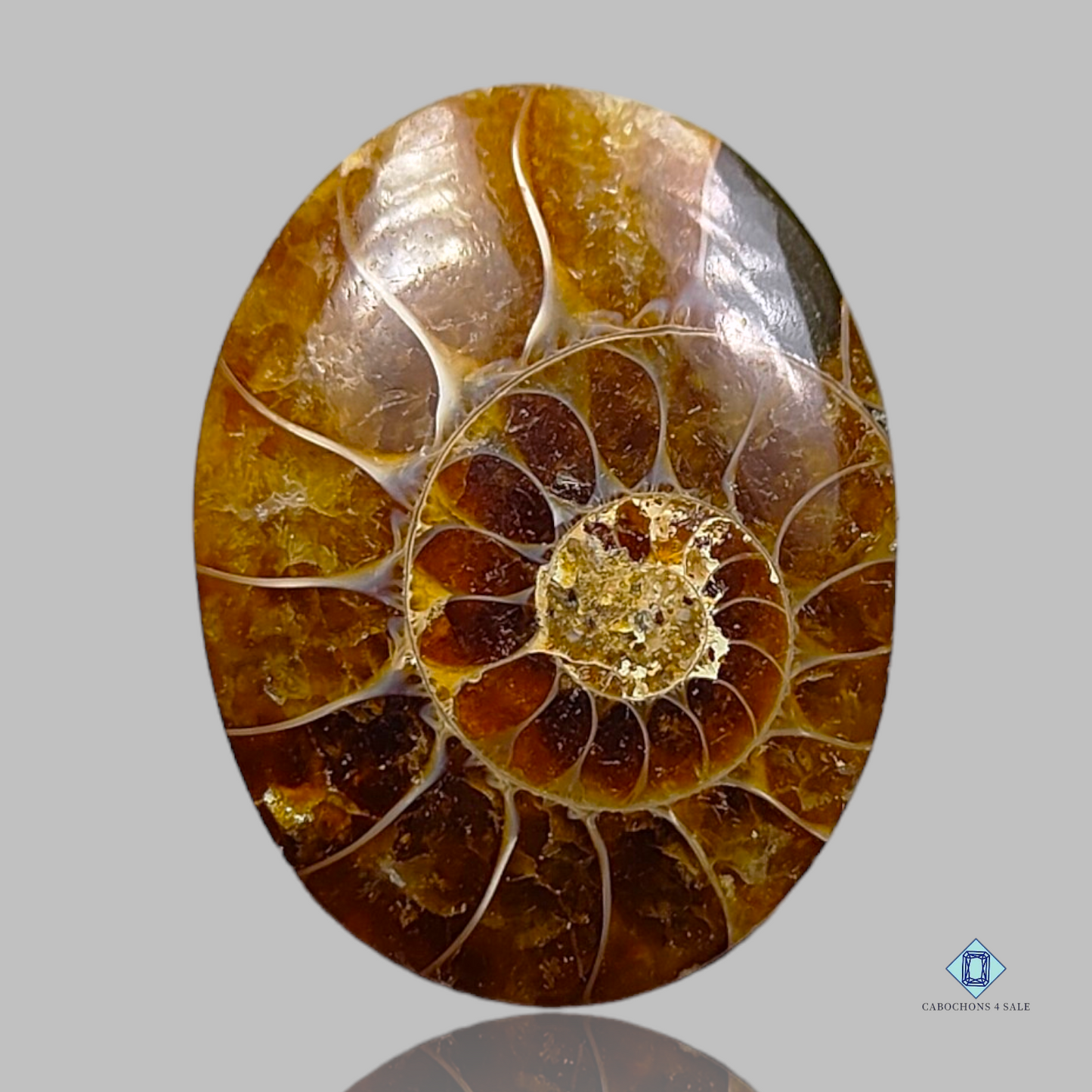 Ammonite