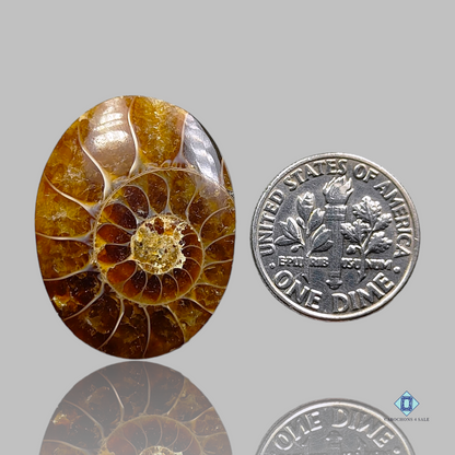 Ammonite