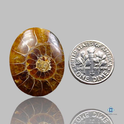 Ammonite