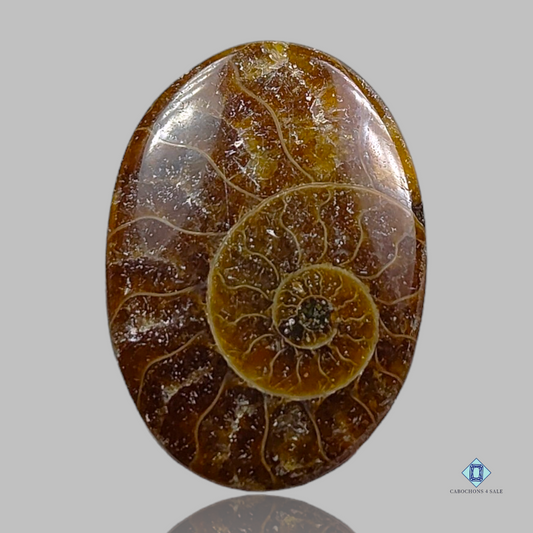 Ammonite