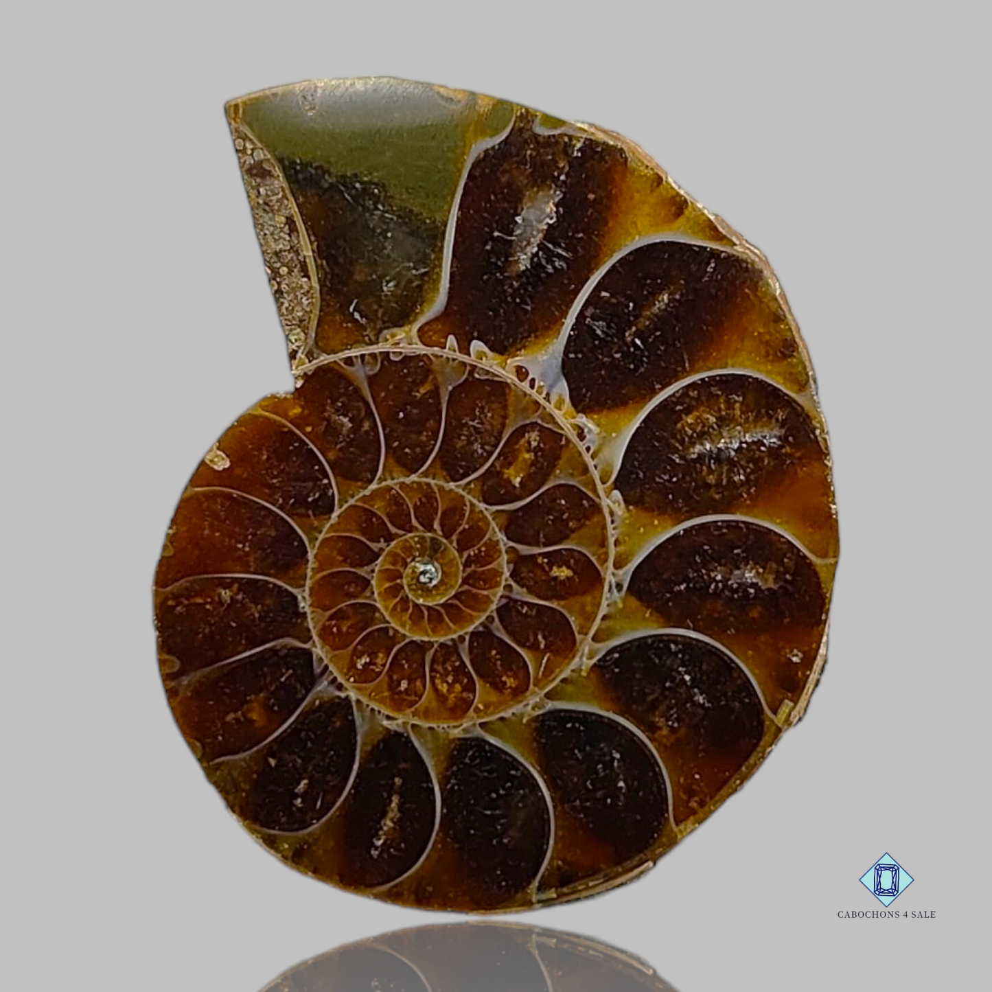 Ammonite