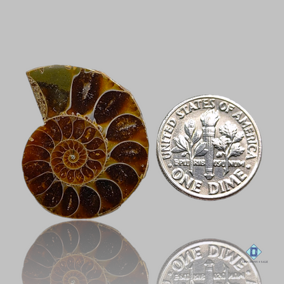 Ammonite