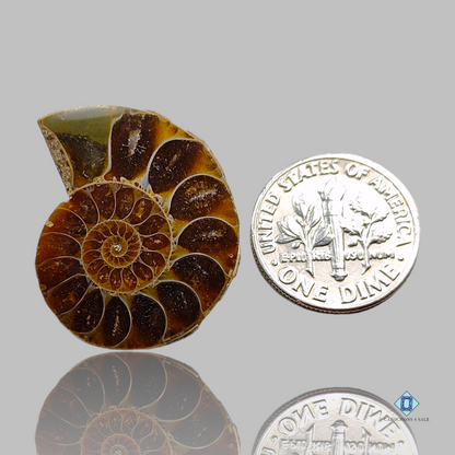 Ammonite