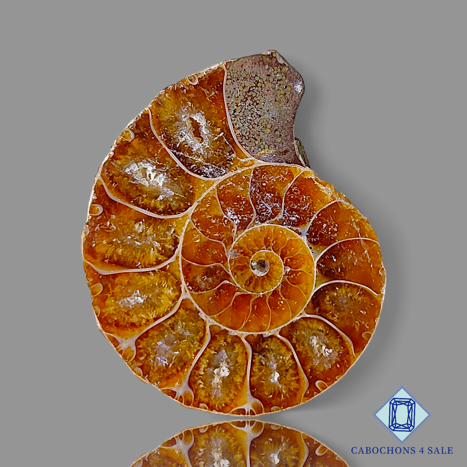 Ammonite
