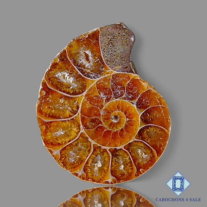 Ammonite