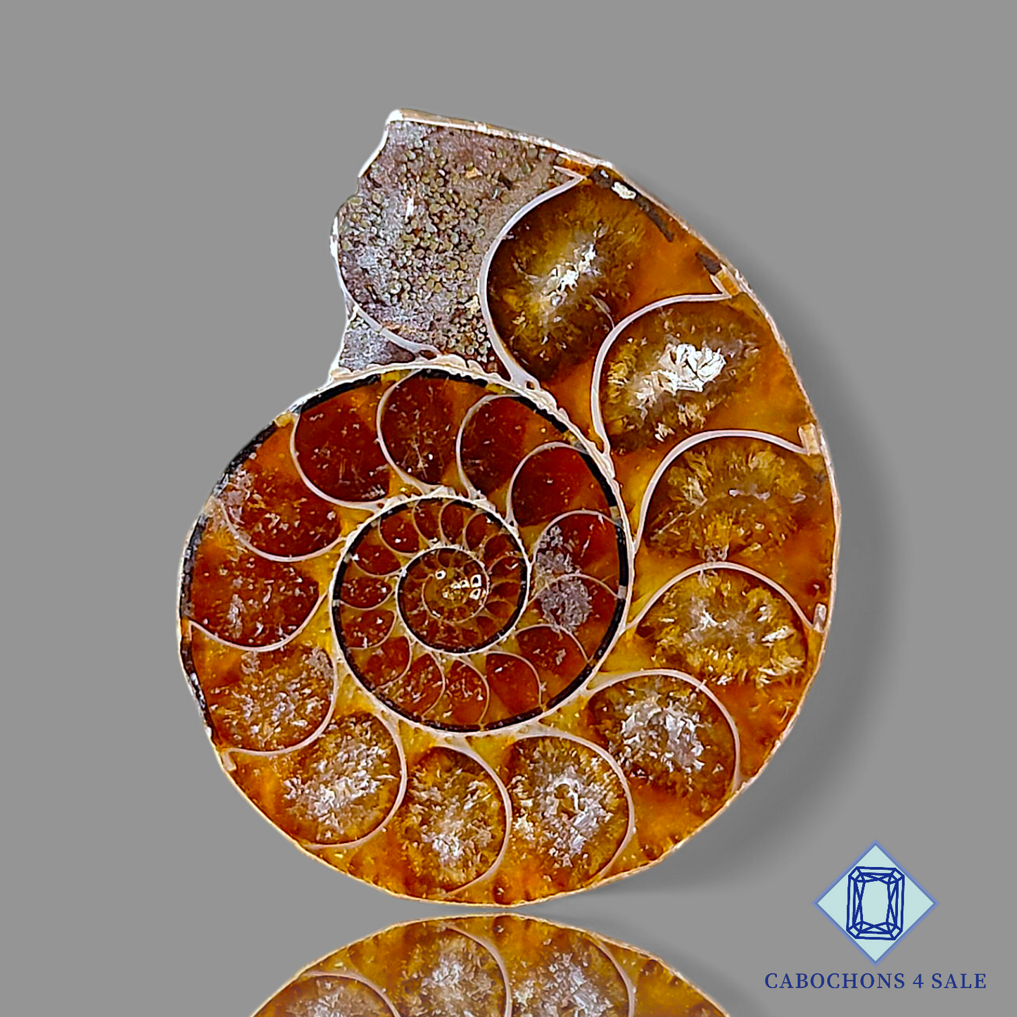 Ammonite