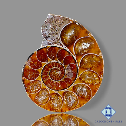 Ammonite