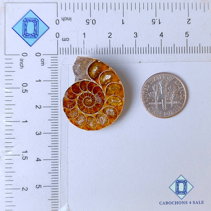 Ammonite Fancy Druzy