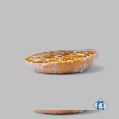 Ammonite Fancy Druzy