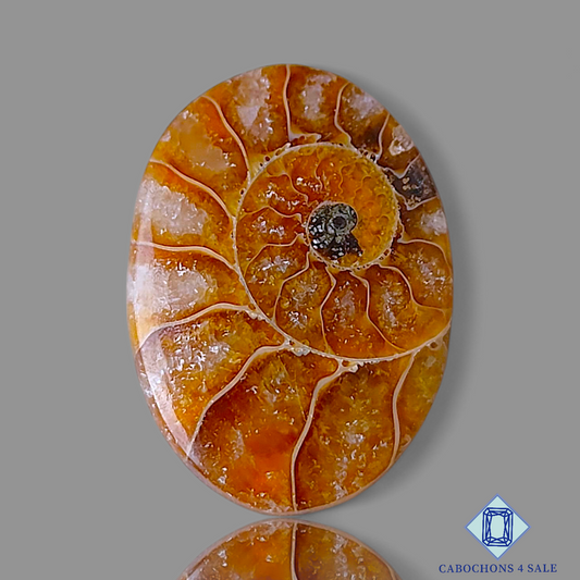 Ammonite
