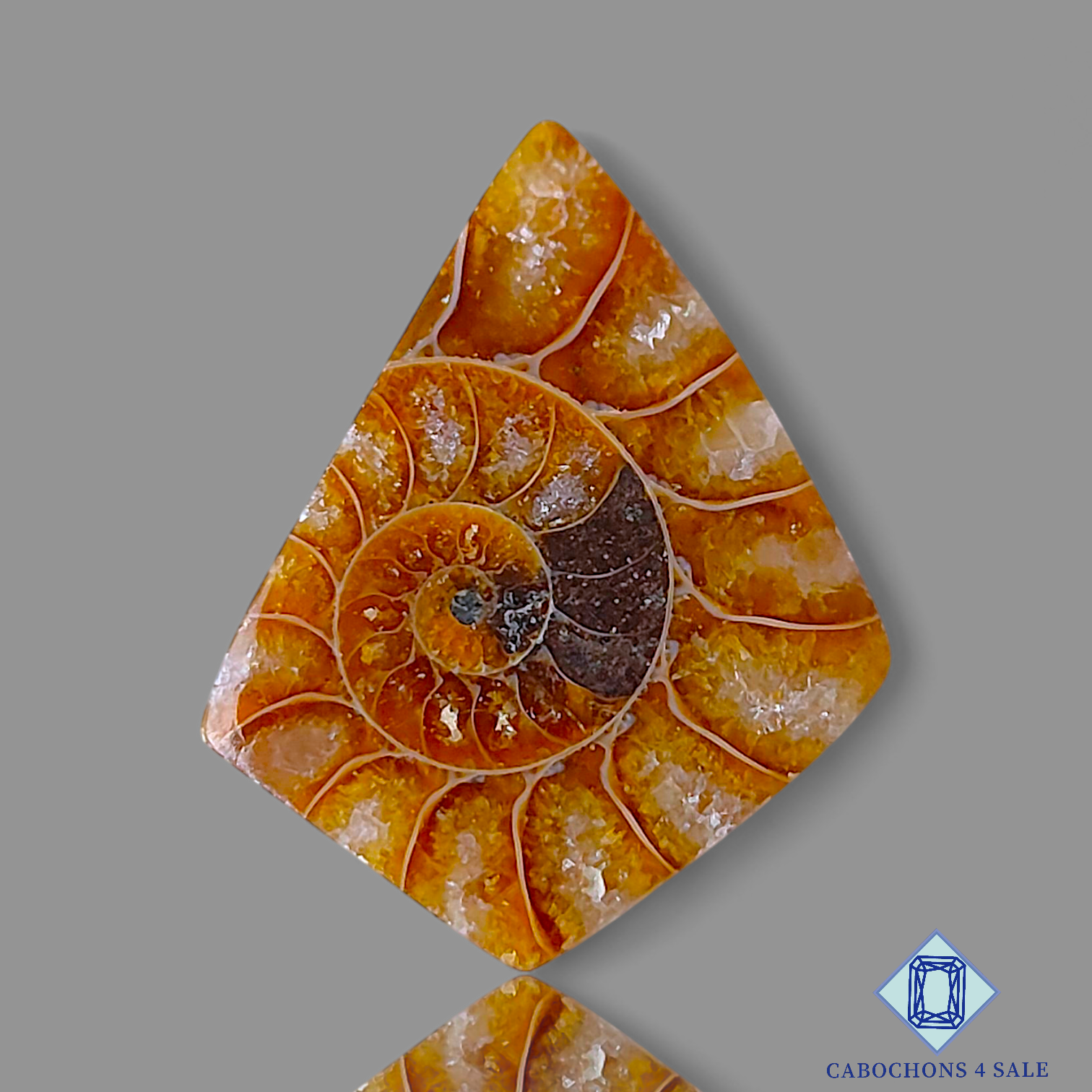 Ammonite