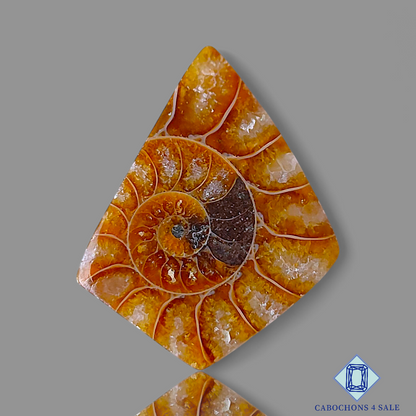 Ammonite