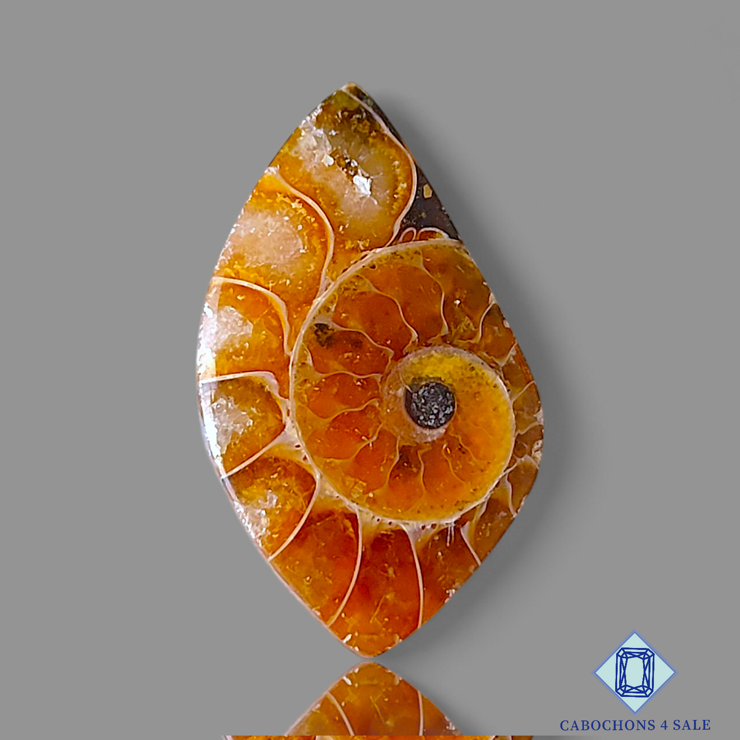 Ammonite
