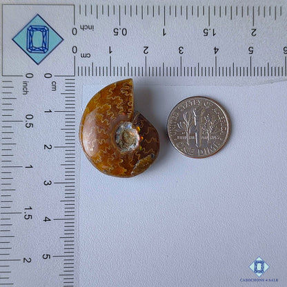 Ammonite