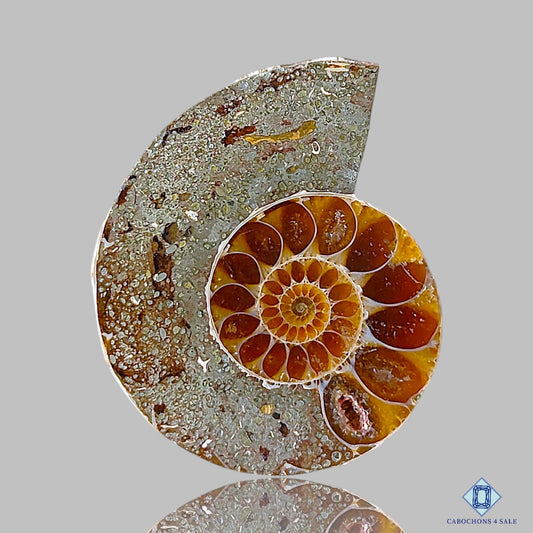 Ammonite