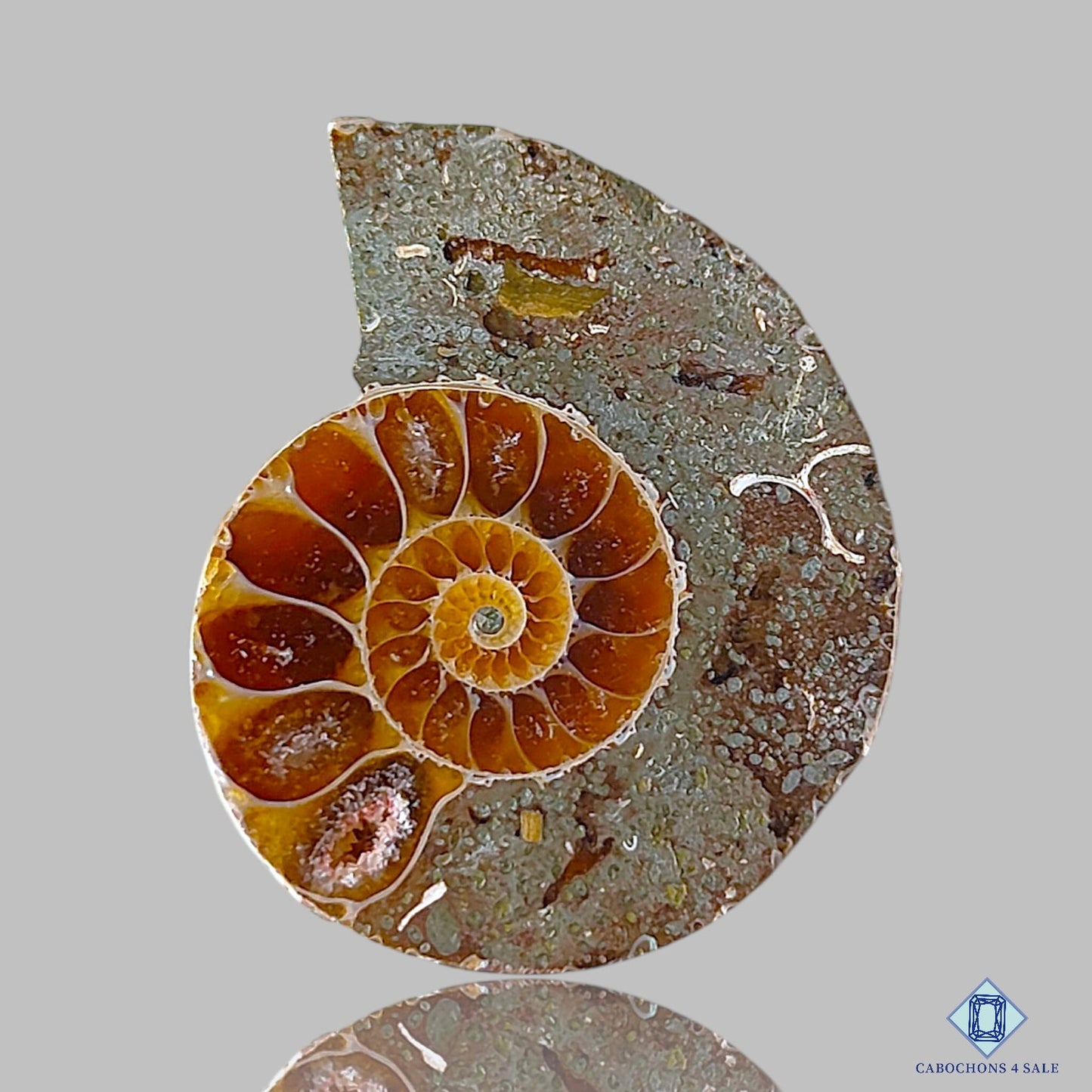 Ammonite